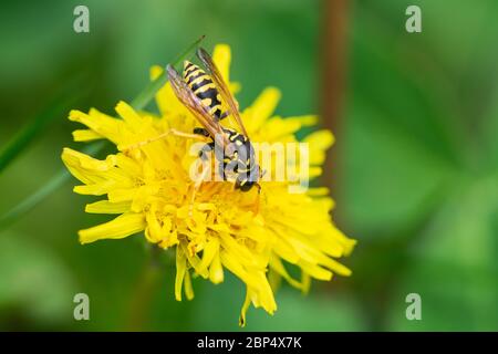 European Paper Wasp su fiore di dente di leone Foto Stock