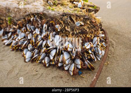 Lepas anatifera (pellagic nacles dell'oca) su un pezzo di driftwood nel parco provinciale di Naikoon, Haida Gwaii, Columbia Britannica Foto Stock