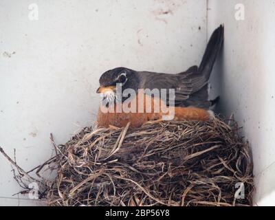 Robin con i pulcini in Nest in aggetto Foto Stock