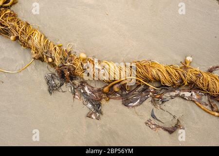 Un mucchio di alghe, principalmente di toro kelp, lavato a riva nel Naikoon Provincial Park, Haida Gwaii, British Columbia Foto Stock