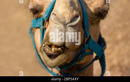 Un animale divertente è con uno sguardo silly sul suo viso Foto Stock