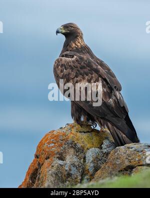 Un'aquila d'oro ne surveys il dominio prima di partire per una caccia. Questi uccelli grandi possono essere quasi 3 piedi di lunghezza, con 7 piedi alingspans. Foto Stock