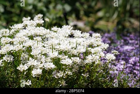 Un gruppo di graziosi fiori bianchi di primavera che si immergere nel sole con fiori di lavanda colorati sullo sfondo. Foto Stock