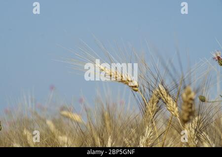 Orecchio di grano in Sicilia Foto Stock