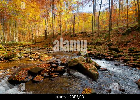 Fiume di montagna nella foresta di autunno. Paesaggio di autunno. Rocce nel fiume che scorre attraverso la foresta ai piedi della montagna Foto Stock