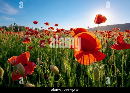 paesaggio di campo di papavero rosso. bellissimo paesaggio al tramonto sotto un cielo blu in primavera. meraviglioso sfondo esterno Foto Stock