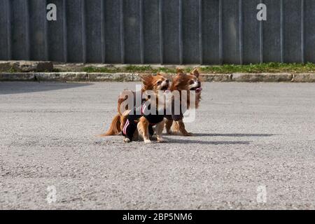 due simpatici cani chihuahua dai capelli lunghi corteccia seduta sul marciapiede Foto Stock