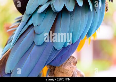 Elegante finitura macro naturale delle piume di un pappagallo di macaw blu e giallo Foto Stock