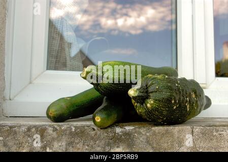 Zucchine (o zucchine) su una sporgenza della finestra Foto Stock