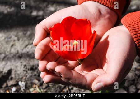 Tulipano rosso nelle mani della natura, Chiudi la mano del lavoratore tenendo un tulipano rosso in giardino. Concetto di messa a fuoco selezionato Foto Stock