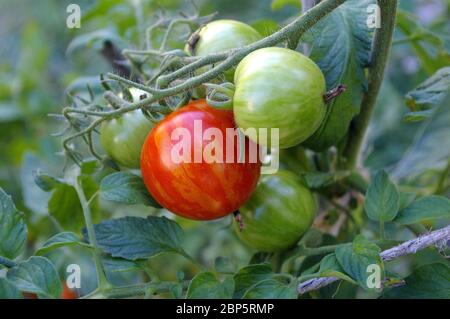 Pomodori che crescono e maturano sulla vite Foto Stock