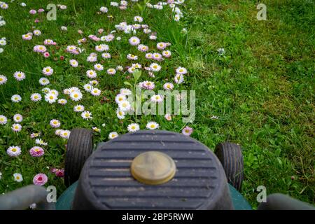 Concetto di manutenzione per stagioni e iarde con rasaerba elettrico e fiori primaverili bianchi e rosa in un prato verde Foto Stock