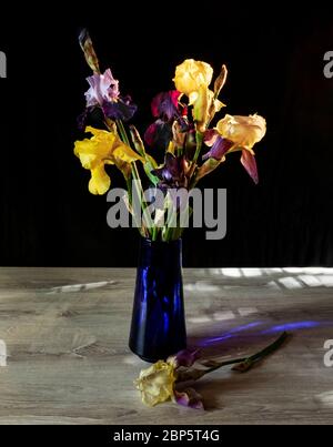 Bouquet di iris multicolore in un vaso blu di vetro. Vaso con belle iride varie su un tavolo di legno bianco nel raggio del sole. Ancora li Foto Stock