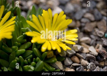 Delosperma congestum, impianto di ghiaccio per nocciolo d'oro (NOTA: Vedere la restrizione d'uso) Foto Stock