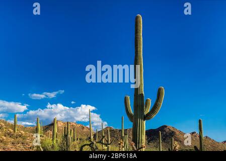 Cactus gigante del Saguaro nel Parco Nazionale del Saguaro Foto Stock