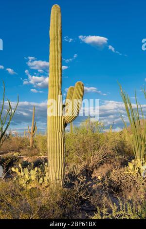 Cactus gigante del Saguaro nel Parco Nazionale del Saguaro Foto Stock