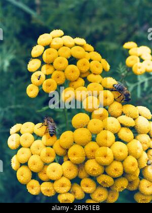 Piccole api su bel fiore giallo Foto Stock