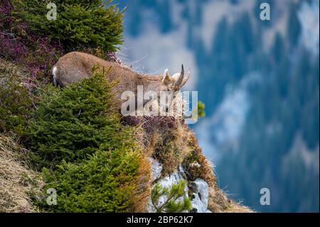 Giovane stambecco in ripida parete roccioso nelle Alpi bernesi Foto Stock