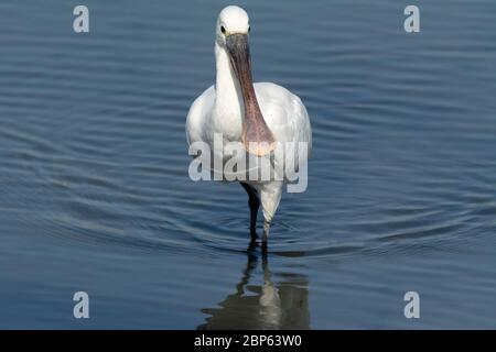 Un cucchiaio eurasiatico (Platalea leucorodia), che cammina nelle acque poco profonde. Foto Stock