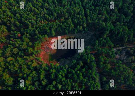 Piccolo lago con la riva di acido rosa in verde foresta scottata da drone Foto Stock