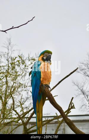 Pappagallo di macaw blu e giallo (o blu e oro) (Ara ararauna) arroccato sulla cima di un ramo contro un cielo grigio Foto Stock