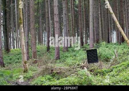 Borkenkäfer-Falle, Borkenkäferfalle, Borkenkäfer, Falle, Pheromonfalle, Pheromon-Falle, Schlitzfalle, Lockstofffalle, Lockstoff-Falle, Fichtenforst, M. Foto Stock