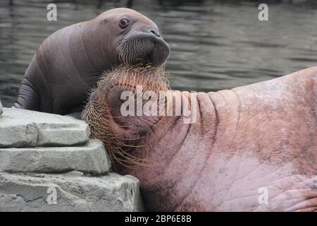 WalrosskKuh Polosa con il nome senza nome Jugen, Hagenbeck Zoo, maggio 2019 Foto Stock