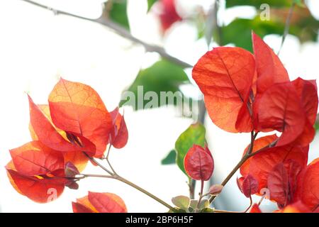 retroilluminazione - fiori rossi Foto Stock