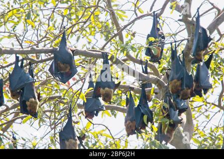 Volpe volante indiana (Pteropus giganteus), conosciuta anche come il grande bat di frutta indiana, Sri Lanka meridionale. Foto Stock