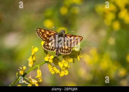 Carterocephalus palaemon (skipper artico / Gelbwürfeliger Dickkopffalter) Foto Stock