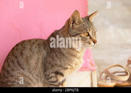vista laterale ritratto di gatto domestico che guarda caccia in natura aperta Foto Stock