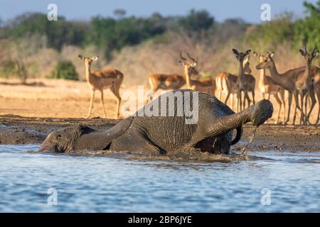 Elefanti africani in un buco d'acqua a Mana Pools National Par, Zimbabwe Foto Stock