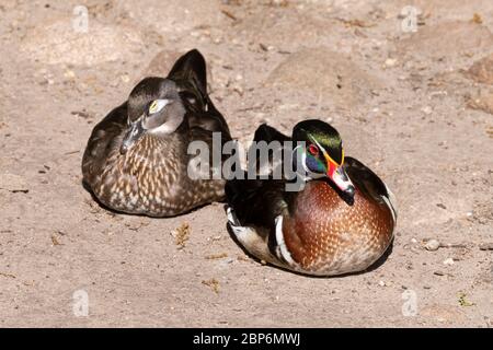 Due Duck di legno sono in piedi nella sabbia. Conosciuto anche come Carolina Duck. Con colori luminosi alla luce del sole. Foto Stock