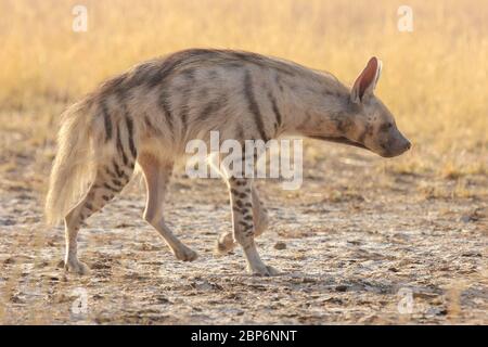 Indian Striped Hyena in estate mattina alla ricerca di qualche cibo in praterie di blackbuck parco nazionale, velavadar, gujarat, india Foto Stock