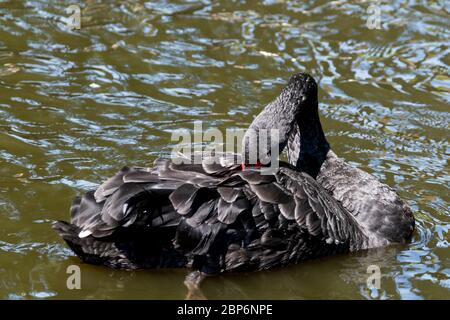 Un cigno nero con becco rosso, nuotare in uno stagno. Il cigno si inzola con il suo becco nelle sue piume. Riflessi in acqua. Foto Stock