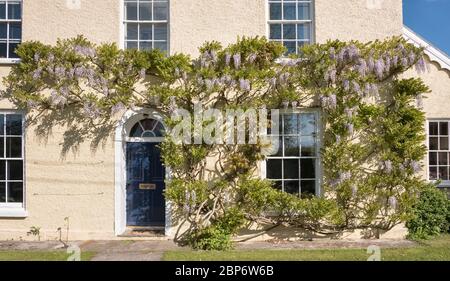 Una glicina perfettamente potata e addestrata in fiore pieno a maggio. L'immagine 2BB6CMP mostra la stessa vista all'inizio della primavera prima della fioritura (Regno Unito) Foto Stock