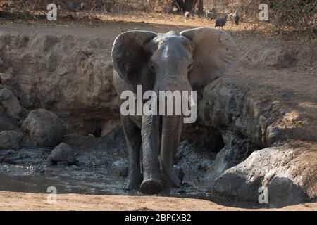 Elefanti africani in un buco d'acqua a Mana Pools National Par, Zimbabwe Foto Stock