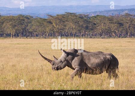 Una femmina di Rhino Bianco con un corno molto lungo al lago Nakuru Kenya Foto Stock