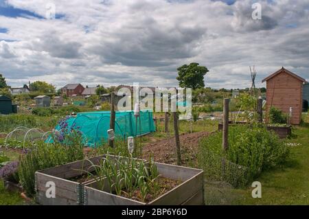 Baschurch allotments in Shropshire UK Foto Stock