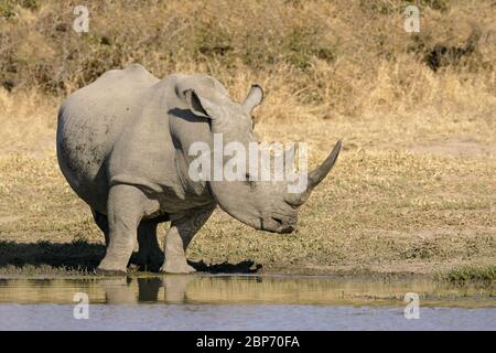 Un grande maschio Rhino Bianco in un buco d'acqua nel Kruger Park Sud Africa Foto Stock