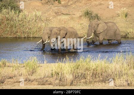 Tre elefanti africani maschi adulti camminano attraverso un fiume nel Parco Kruger del Sud Africa Foto Stock