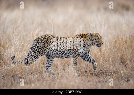 Un singolo adulto femmina leopardo africano che cammina attraverso il parco Kruger erba del Sudafrica Foto Stock