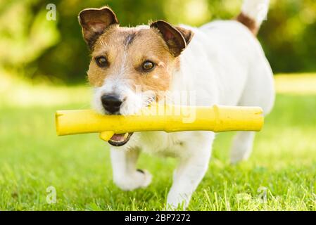 Cane fetches giocattolo bastone di gomma in bocca giocare il sole giorno d'estate su prato verde erba Foto Stock