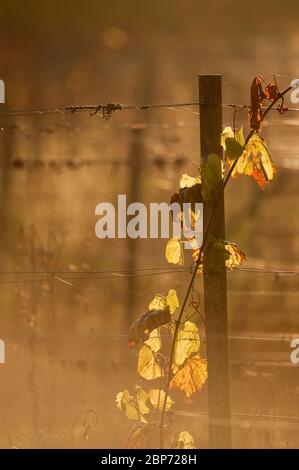 Colori d'autunno d'oro al vigneto di Denbies sul North Downs a Surrey, Inghilterra Foto Stock