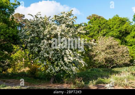 Albero di biancospino, Crataegus monogyna, coperto in può fiorire in boschi di Norfolk. Foto Stock