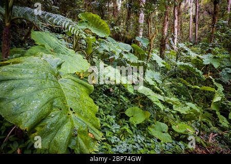 Lussureggiante vegetazione tropicale sul pavimento della foresta pluviale nel parco nazionale di la Amistad, provincia di Chiriqui, Repubblica di Panama. Foto Stock