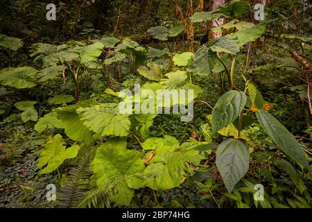Lussureggiante vegetazione tropicale sul pavimento della foresta pluviale nel parco nazionale di la Amistad, provincia di Chiriqui, Repubblica di Panama. Foto Stock