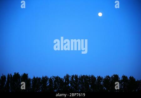 La luna piena pende sugli alberi a Orangefield Park, nella parte est di Belfast, Irlanda del Nord. Foto Stock