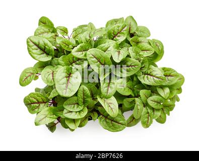 Foglie di sorbetto fresco micro verde. Sorrel venato rosso. Vista dall'alto. Foto Stock