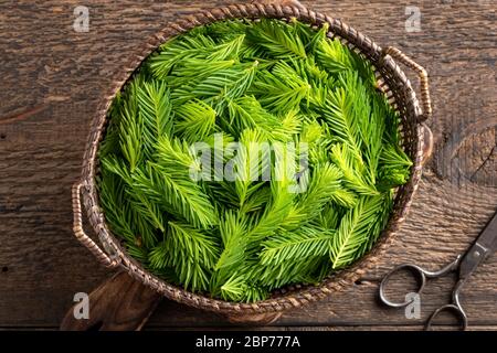 Punte giovani di abete rosso in un cestino, raccolte in primavera per preparare sciroppo di erbe, vista dall'alto Foto Stock